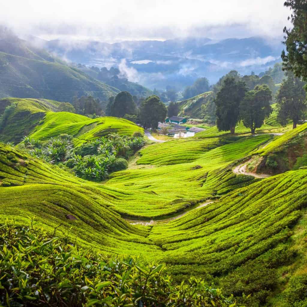 Adventures in Cameron Highlands - Malaysia Travel Guide - Best 2-week Itinerary