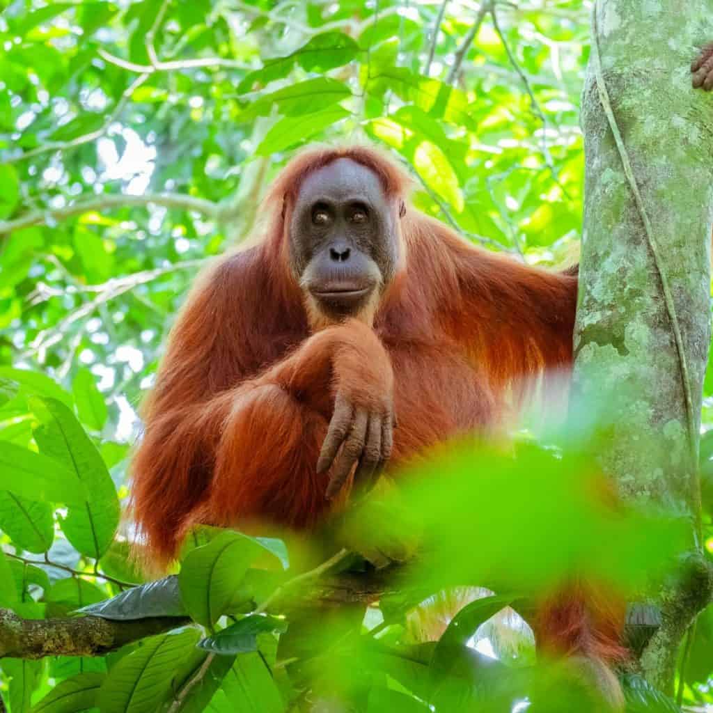 Borneo Wildlife Excursions - Malaysia Travel Guide - Best 2-week Itinerary