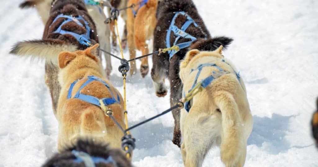 Dog Sledding - What to Wear in Alaska in Summer