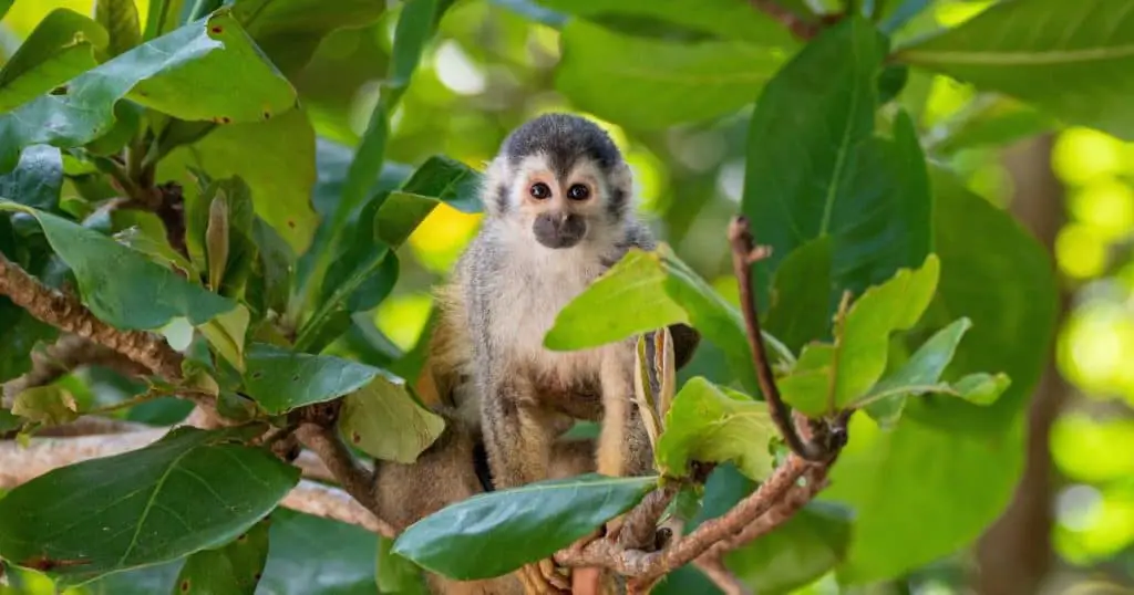 Monkeys -  Manuel Antonio, Costa Rican