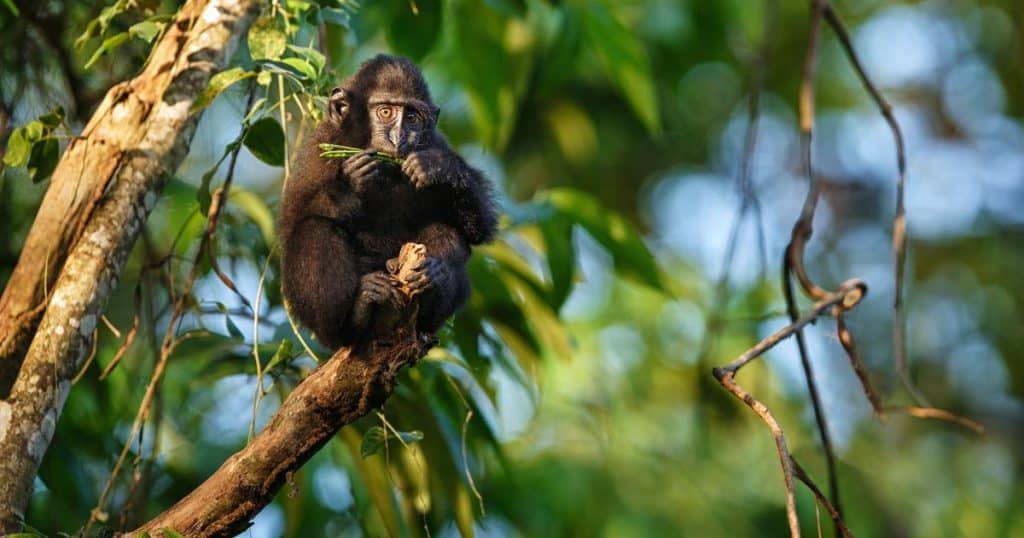Tangkoko Nature Reserve: Home to Unique Animals - Best Places to Visit in Indonesia