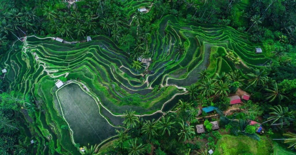 Tegallalang Rice Terrace: Best Things to Do in Ubud!