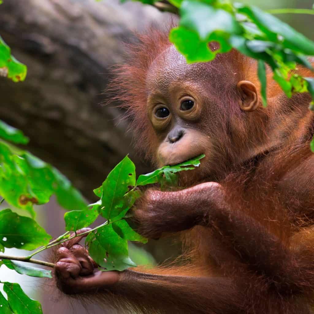 Wildlife Wonders of Borneo - Best Places to Visit in Indonesia