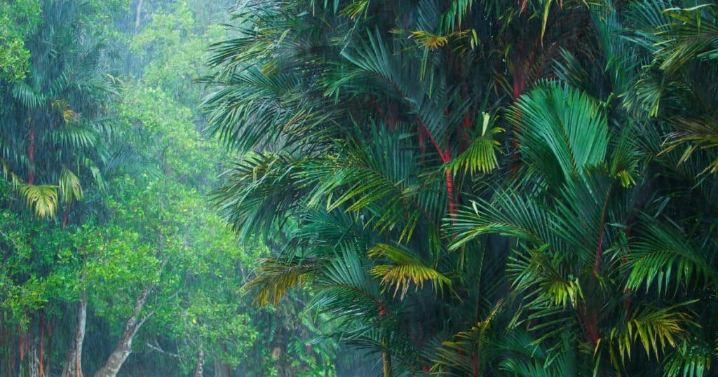 lush rainforest -  Manuel Antonio, Costa Rican
