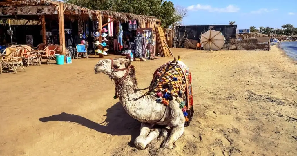 Camel riding - Best Things to Do in Sharm El Sheikh