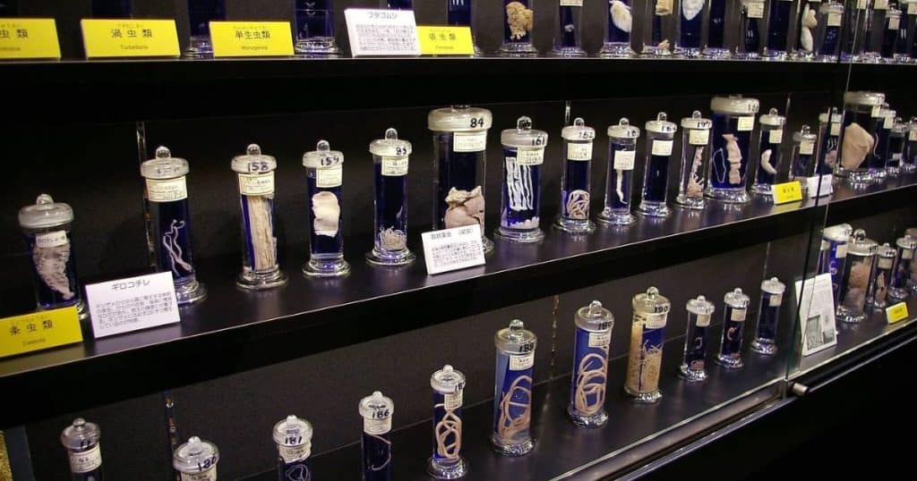The Meguro Parasitological Museum - Best Must-See Museums in Tokyo
