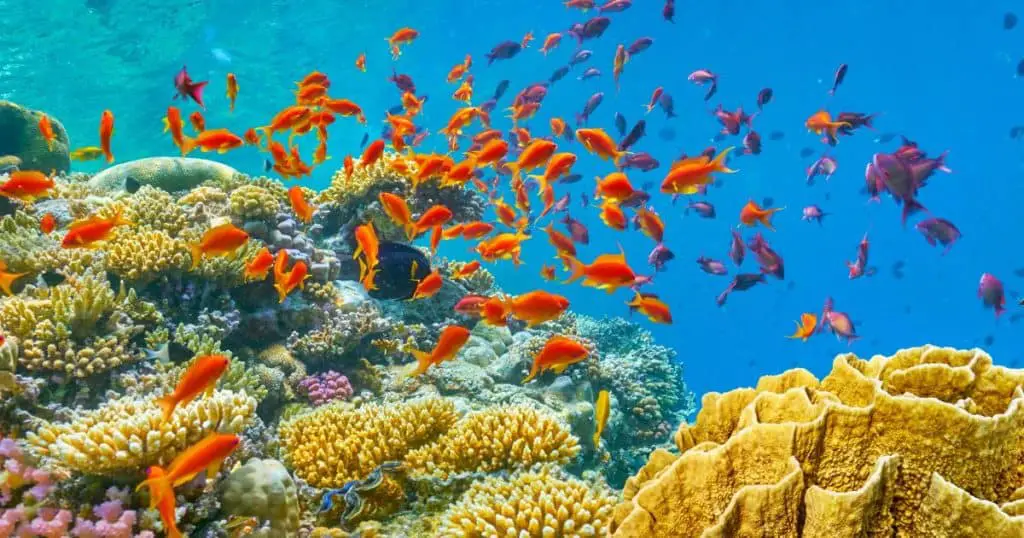 Underwater world and witness the beautiful coral reefs and marine life - Best Things to Do in Sharm El Sheikh