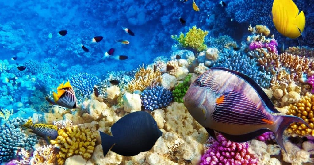 Red Sea - Amazing Places to Visit in Egypt