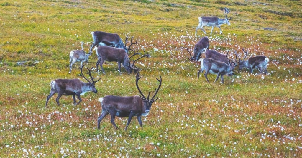 Best Time for Wildlife Viewing - Best Time to Visit Norway