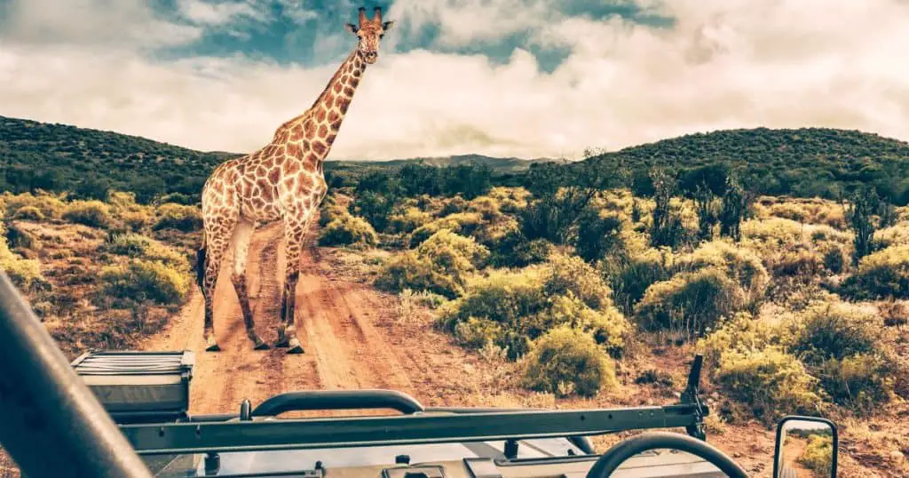 Best Time to Visit for Wildlife Viewing - Best Time to Visit South Africa