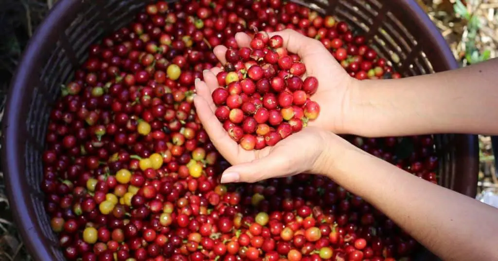 Journey of a Bean Coffee Production Process - Coffee Tours In Costa Rica