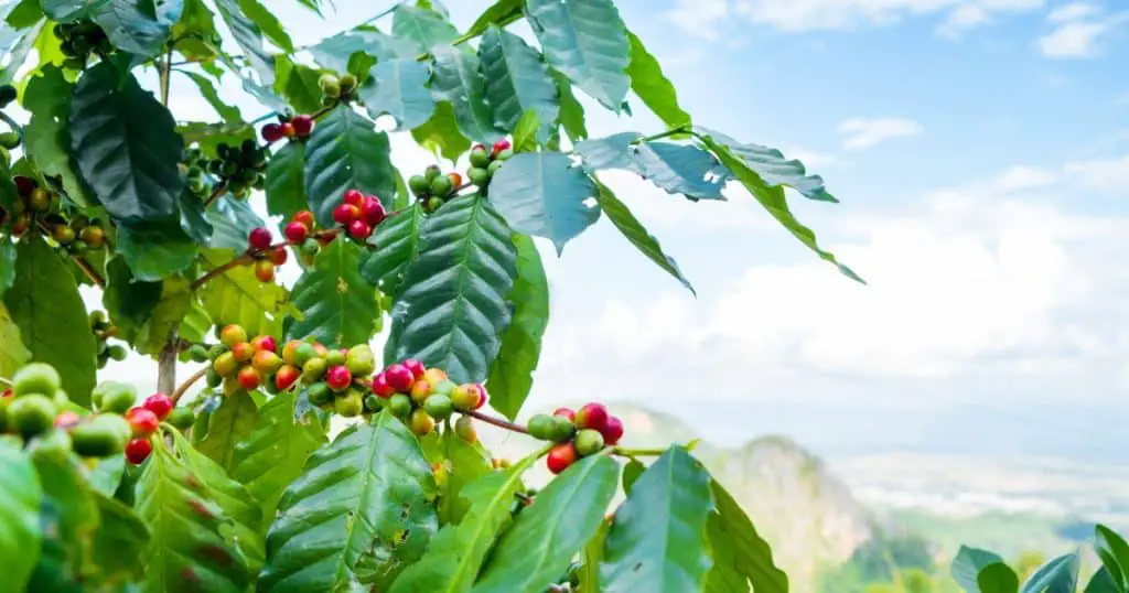The Coffee Belt Regions of Costa Rica - Coffee Tours In Costa Rica
